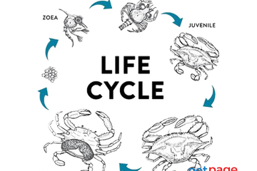 Crab culture