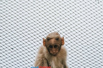 Monkey Safety Nets in Velachery – Customized Balcony Safety Solution