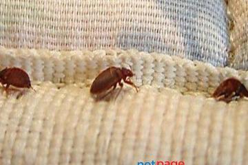 Bed Bugs Control Services in Bangalore | Guaranteed Results