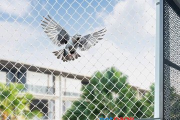Best Bird Net Services in Chennai