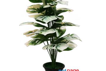 Shweta Enterprise - Artificial Plants & Grass - Image 4/4